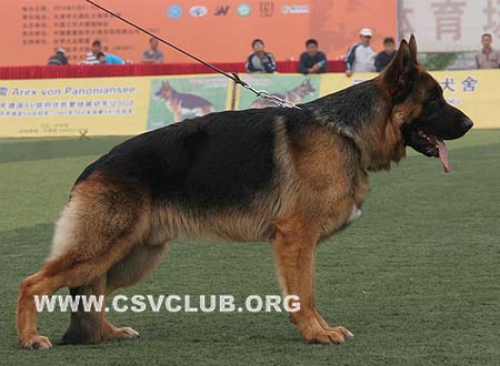 SG4 5006 克拉克，Clark von YueYang，CSZ91709，犬主：高飞