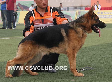 SG5 5022 马林，Marlin van Noort，CSZ8002307，犬主：王守彬