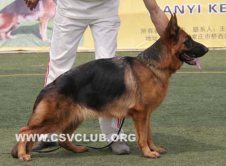 SG1 6025 古尼德拉，Gondra von ChangFeng，CSZ90882，犬主：史国清(长风)