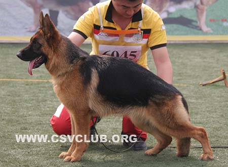 SG3 6045 格露波陈，Gruebchen von WeiSheng，CSZ96638，犬主：赵振平