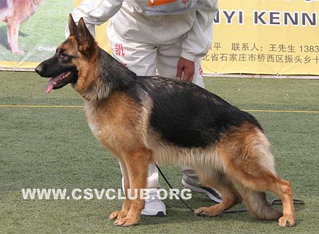 SG4 6038 塞特塔，Cetta von LiFeng，CSZ97042，犬主：衣海峰