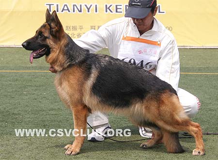 SG5 6046 斯哈黑尼，Shaheen von TianYi，CSZ89462，犬主：赵振平
