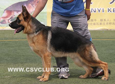 VV2 7005 米卡度，Mikado von JingHua，CSZ104379，犬主：李岩