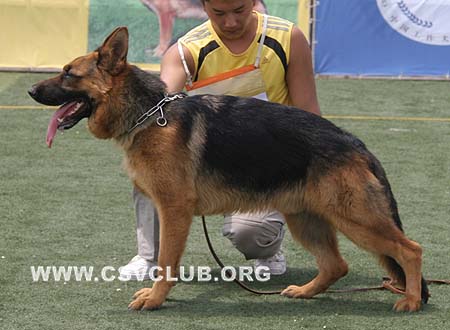VV3 7004 巴颜，Bajan von LanDe，CSZW103048，犬主：李鹏