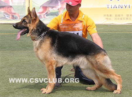 VV4 7011 艾乐顿，Elton von JinLiang，CSZ108153，犬主：杨素辰