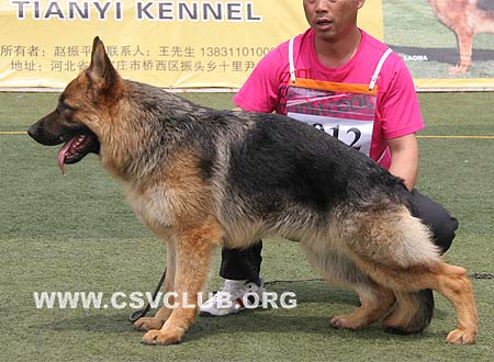 VV5 7012 克拉兹斯，Clarence von  XinYuan，CSZ102382，犬主：苑福义