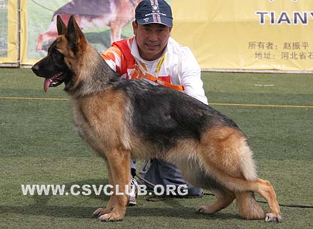 VV1 8001 婵苔，Chanty von DingZhuang，CSZ103945，犬主：傅丁