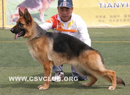 VV2 8019 伊卡，Ike von Victoria，CSZ8002235，犬主：周海成
