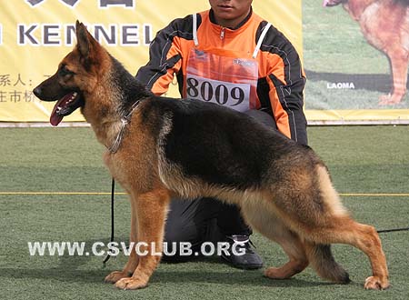 VV3 8009 赫赛力，Hessel von HaiLin，CSZ100250，犬主：唐柱林