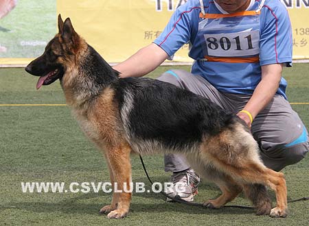VV4 8011 可比，Crabbe von JinChen，CSZ109417，犬主：姚琴英