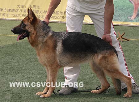 VV5 8003 森佳，Cinja von SanJia，CSZ99355，犬主：胡仕平