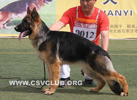 VV2 9012 库力特，Kolt von JinBin，CSZW107943，犬主：吴振春