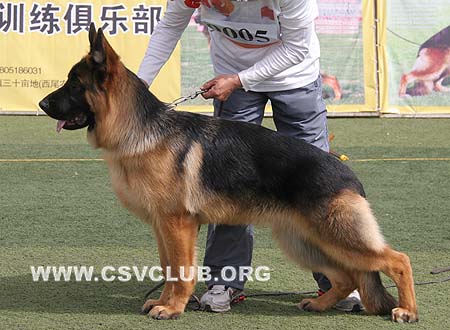 VV4 9005 布路克，Broker von MingWei，CSZ111389，犬主：李明(明威)