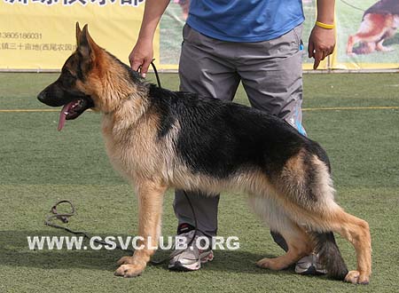 VV5 9004 达古波特，Dagobert von AiLang，CSZ107845，犬主：李冲