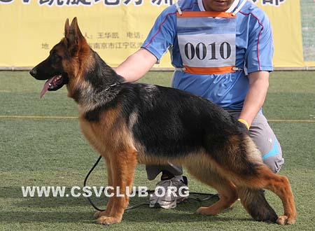 VV1 0010 菲蒂，Findie von JingPin，CSZ109713，犬主：牛福林