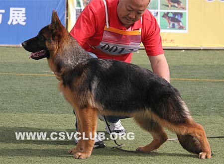 VV2 0013 弗娃，Fewa von JingPin，CSZ109714，犬主：史金全