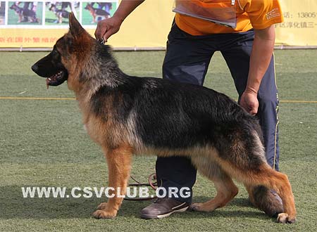 VV4 0012 菲妮丝，Finess von JingPin，CSZ109709，犬主：史金全