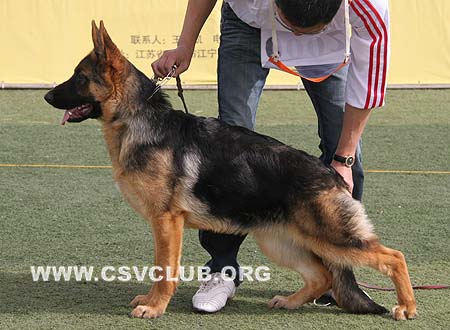 VV5 0002 卡艾，Kane von HNJinDun，CSZ112762，犬主：底书信
