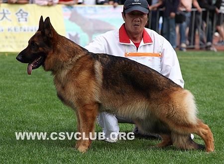 V2 1051 赛门，Corbo von Dossel，CSZ82002，犬主：王喜庆