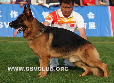 V3 1061 玛琳，Malin von WeiSheng，CSZ60403，犬主：赵莹