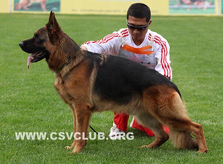 V4 1028 希尔，Xill aus dem Haus Zygadto，CSZ8002131，犬主：李深义