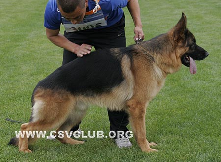 SG1 3005 考兰，Coran von ShenYangJinXing，CSZ82164，犬主：李保成