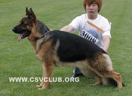 SG4 3008 艾吉，Eggy von ShenYangJiLi，CSZ91719，犬主：李岩