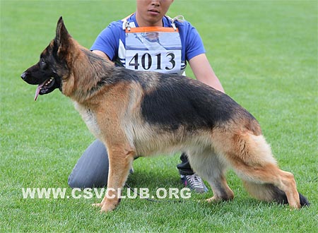 SG3 4013 达丝维娜，Daswina von ShenYangJinXing，CSZ86742，犬主：李保成