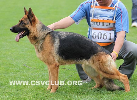SG5 6061 力艾赛力，Liesel von MingZhu，CSZ117659，犬主：张春枢