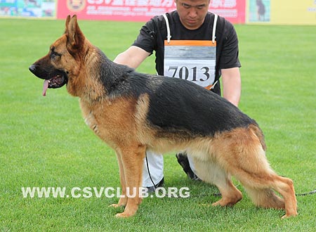 VV1  7013 丹尼，Dannyq von ShengDu，CSZ100812，犬主：侯建平