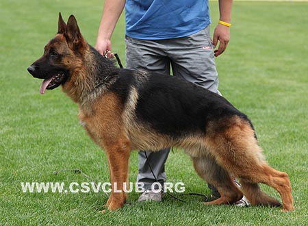 VV3 7008 彻沃斯，Chevas von ZhongDeYing，CSZ106261，犬主：李恩才
