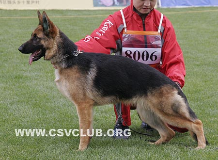 VV1 8006 菲鸥妮，Fionni von Zheng Xin，CSZ117990，犬主：宁洋