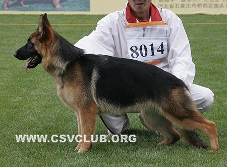 VV2 8014 芭卜瑟，Babsi von Maxwell，CSZ107721，犬主：张海强