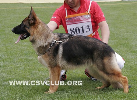 VV3 8013 芭吉荷若，Bagheera von Maxwell，CSZ107720，犬主：张海强