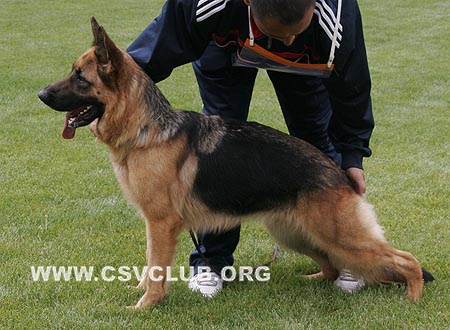 VV4 8004 伊思卡拉，Escala von MingFa，CSZ108043，犬主：李自明