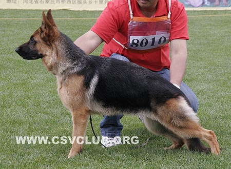 VV5 8010 哈迪，Hady von WeiSheng，CSZ104174，犬主：王洪臣