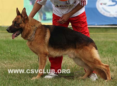 V2 1001 潘构，Pango von der Burg Reichenstein，CSZ8002158，犬主：陈栋