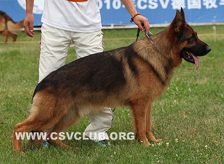 V3 1005 红狼，Cesso von Dossel,CSZ82001,犬主：韩彬