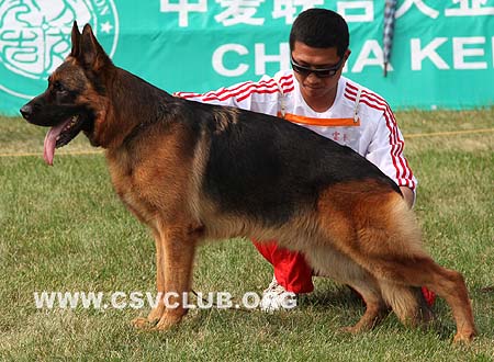 V4 1010 希尔，Xill aus dem Haus Zygadto，CSZ8002131，犬主：李深义