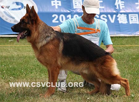 V5 1007 萨诺，Xano von der Freiheit Westerholt，CSZ8002255，犬主：韩林