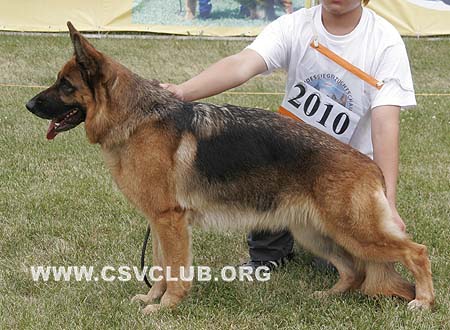 V1 2010 爱娃，Eva della Valcuvia，CSZ8002187，犬主：李岩（菁华）