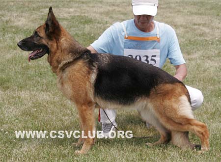V2 2035 比亚，Bea von Alanya，CSZ8001685，犬主：邵泽民