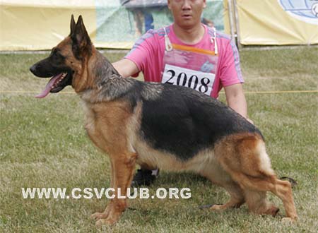 V4 2008 韦莉娅，Walia von LongDe，CSZ75436，犬主：李东凯