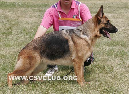 V5 2079 佳妮，Jani von XinYiDa，CSZ82857，犬主：郑毅洁