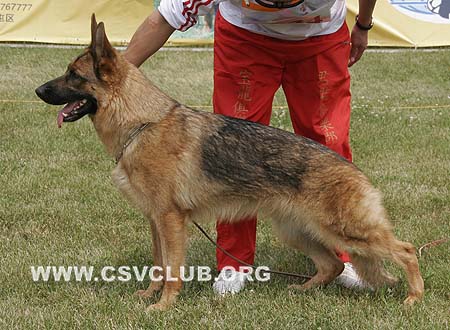 SG4 6034 艾斯昆，Icequeen von Santamar，CSZ8002194，犬主：史国清(长风)