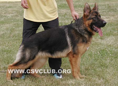 VV1 7001 乌索斯，Ursus von Woodland，CSZ107199，犬主：陈金飞