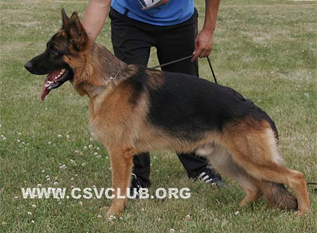 VV2 7009 班迪特，Bandit von KaiXiang，CSZW118560，犬主：刘忠凯