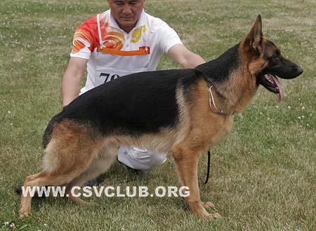 VV3 7013 尼库路，Nikolo von ZhongTian，CSZ115677，犬主：祁洪海