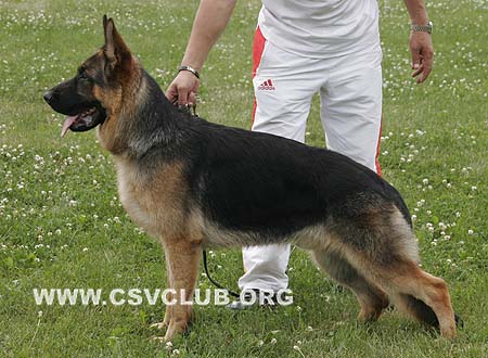 VV4 7006 沃尔夫岗，Wolfgang von ZhongLong，CSZ105099，犬主：梁未亮
