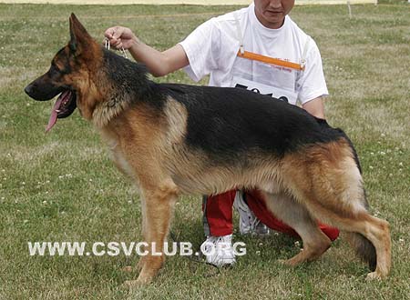 VV5 7012 由额卡，Joerca von ZhengRong，CSZ119812，犬主：宁洋